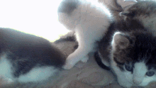Adorable Kittens Cute Cats GIF