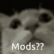 a close up of a cat 's face with the words mods written on it