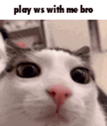 a close up of a cat 's face with the words `` play ws with me bro '' .
