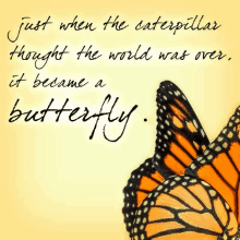 Butterfly Butterflies GIF - Butterfly Butterflies Nature GIFs