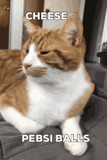 Cheese Cat GIF - Cheese Cat Tabby GIFs