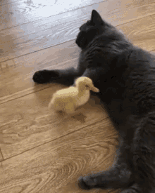 cat and baby duck