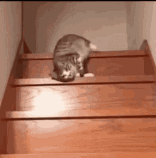 Tired Cats GIF - Tired Cats Kittens GIFs