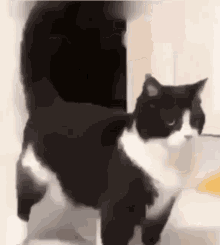 Gato Bnw Cat GIF - Gato Bnw Cat Cat GIFs