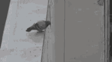 Paloma Tirandose Bird GIF - Paloma Tirandose Bird Dive GIFs