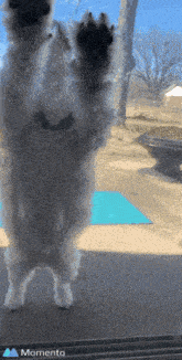 a dog standing on its hind legs in front of a window with the word momento on the bottom left