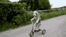 Bukan Cuma Loe Yang Bisa GIF - Bersepeda Sepeda Anjing GIFs