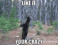 Bear Like If Your Crazy GIF - Bear Like If Your Crazy Scratch Back GIFs