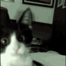 Mayuri Allblack GIF - Mayuri Allblack Cat GIFs