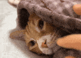 大黃 Cat GIF - 大黃 Cat Cute Cat GIFs