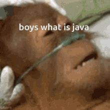 Monkey Dying Monkey GIF - Monkey Dying Monkey Boy What Is Java GIFs