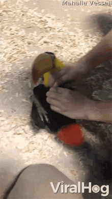toucan cute