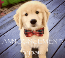 a puppy wearing a bow tie is on a wooden deck with the words announcement sybau