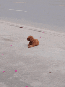 a small brown dog is laying on the sidewalk