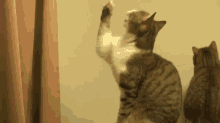 Cat Tries To Catch The Air GIF