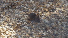 a small mouse is sitting in a pile of rocks
