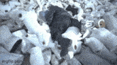 a stuffed animal is laying on top of a pile of socks