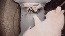 a white cat is playing with a cat feeder