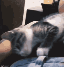 a cat is laying on a person 's lap and looking at the camera .
