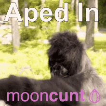 Mooncunt Aped In GIF - Mooncunt Aped In Ape In GIFs