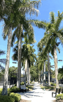 Palm Tree Palm Trees GIF