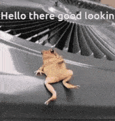Toad Toad Animal GIF