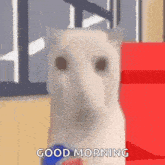 a white dog is sitting next to a red box and says good morning .