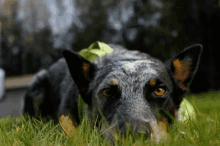 Blueheeler Cattledog GIF - Blueheeler Cattledog Heeler GIFs