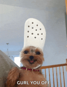 a small brown dog wearing a white hat with the words " curl you off " on the bottom