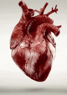 Heart Bloody GIF - Heart Bloody GIFs
