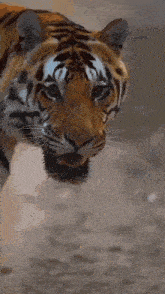 a close up of a tiger walking on a dirt road with its mouth open .