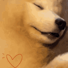 Malu Viana Heart GIF - Malu Viana Heart Dog GIFs