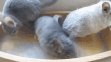 Hanging With Friends GIF - Chinchillas Dust Cute GIFs