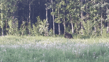 Black Bear Foraging On The Side Of The Road Yukon And Bc Road Trip GIF - Black Bear Foraging On The Side Of The Road Yukon And Bc Road Trip Halla Seppälä GIFs
