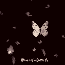 Butterfly Good Morning GIF - Butterfly Good Morning Flying GIFs