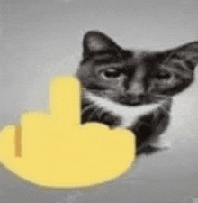Cat Middle GIF - Cat Middle Middle Finger Gif GIFs