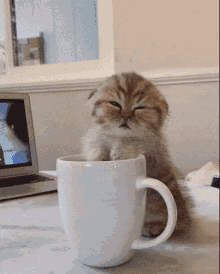 Cat Coffee GIFs | Tenor