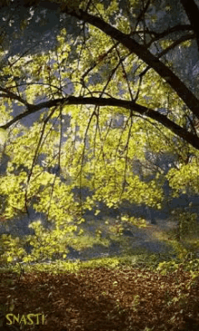 Forest Tree GIF - Forest Tree GIFs