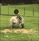 a gif of a person riding a sheep with a frisbee that says 4gifs.com on it