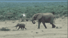 Baby Elephant GIF