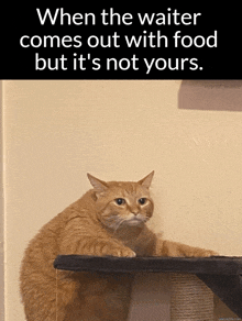 Cat Meme GIF - Cat Meme When The GIFs
