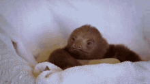 Sloth In GIF - Sloth In Bed GIFs