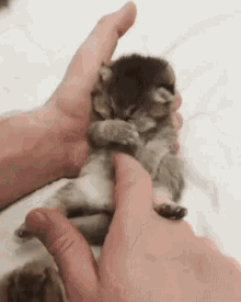Kitten Tickle GIF - Kitten Tickle Sleepy GIFs