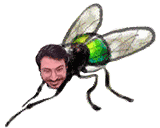 a fly with a man 's face on it 's head