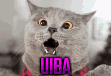 Cat Uiba GIF - Cat Uiba Gato GIFs