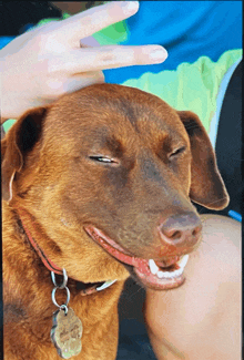 a person petting a brown dog with a tag that says ' chris '