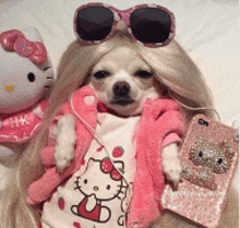 a dog wearing a hello kitty shirt and sunglasses