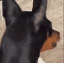 Dog Pinscher GIF - Dog Pinscher Funny GIFs