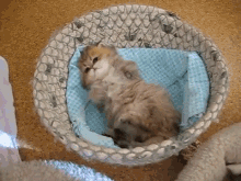 Cricket, The Cute Persian Kitten And Her Cute Little Paws GIF - Cat Kitten Cute GIFs
