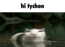 a cat is swimming in the water with the words hi tychon below it .